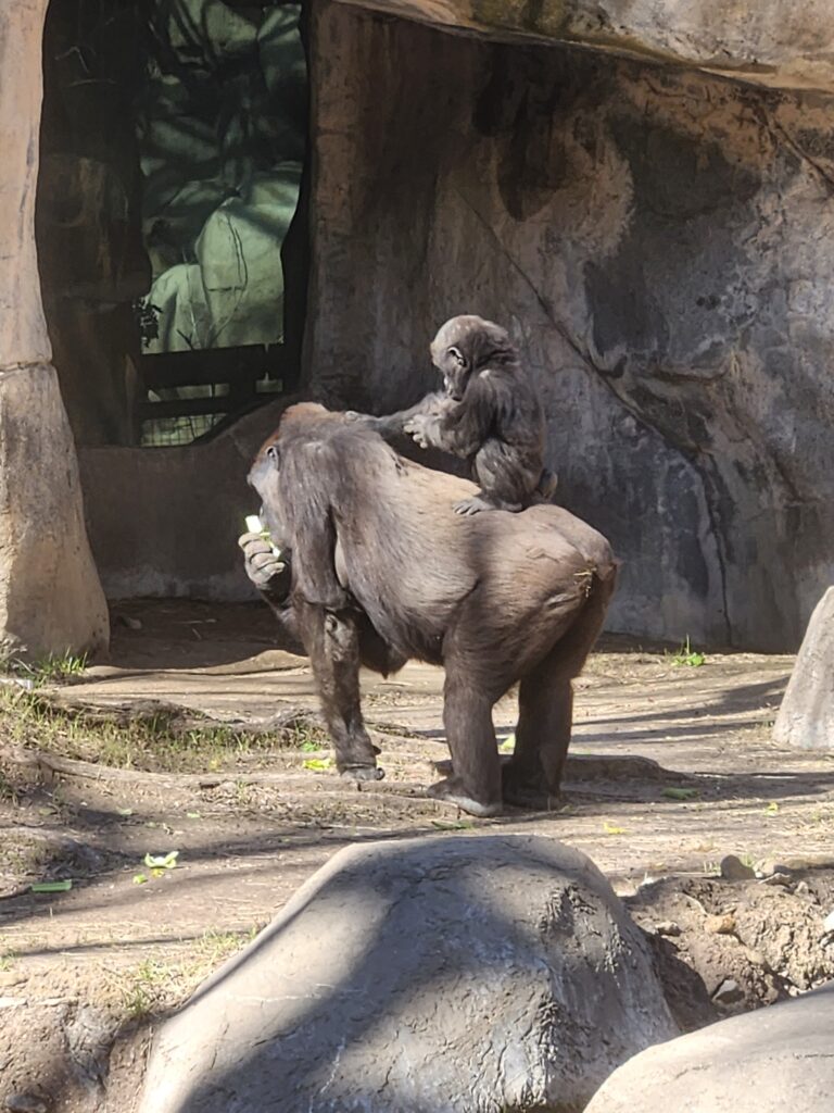 mother gorilla and baby